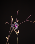 Closeup floral branch ring with pink center stone and tiny clear stones